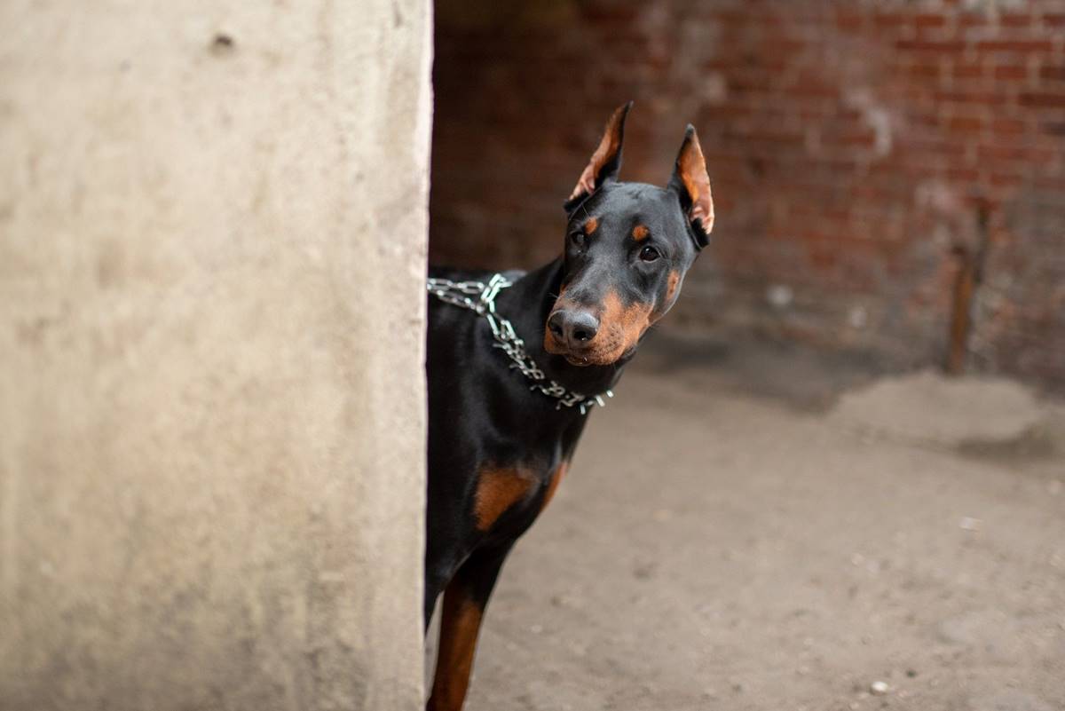 Doberman wygląda z boku w kolczatce na szyi